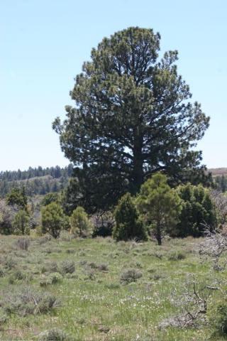 Tbd W Beaver Pines Loop Property Photo 3