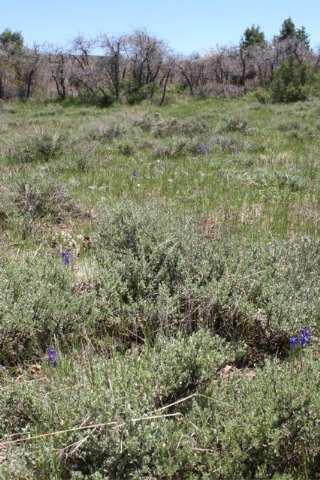 Tbd W Beaver Pines Loop Property Photo 7