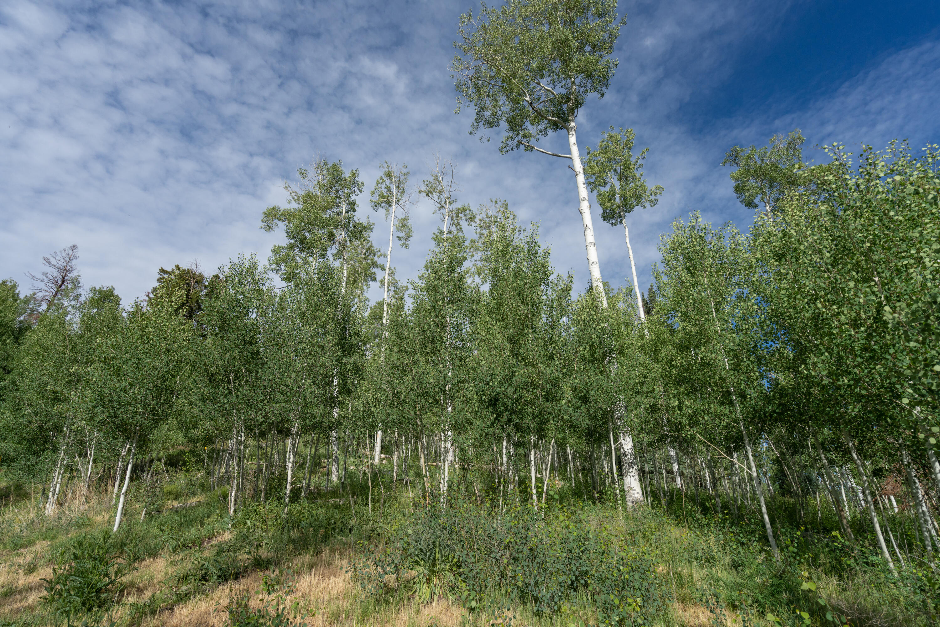 Tbd Birdie Drive Property Photo 8