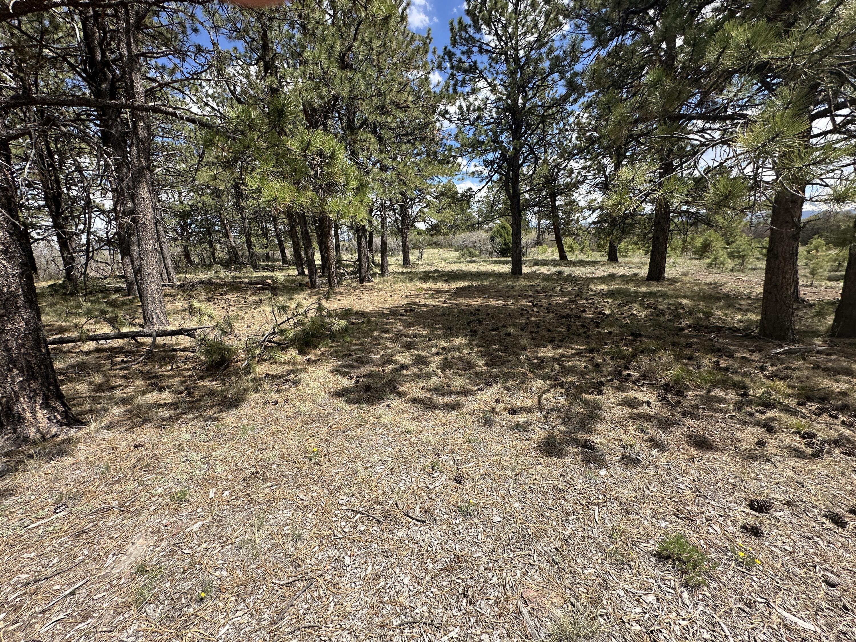 135 Canyon Rim Loop Property Photo 47