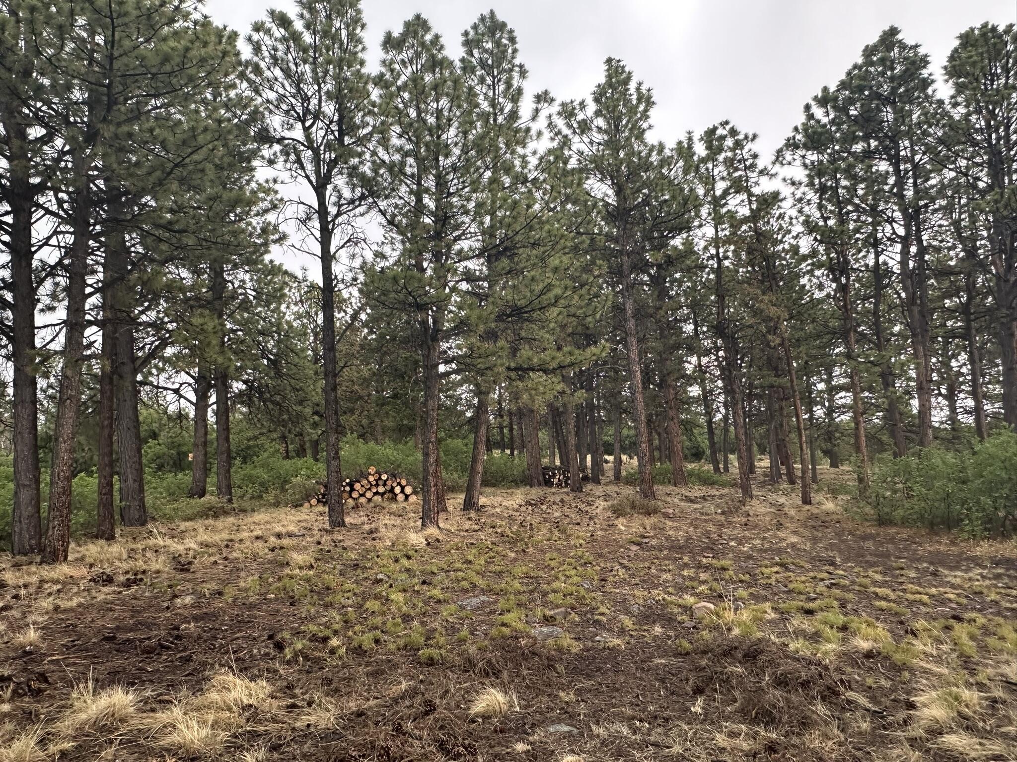 135 Canyon Rim Loop Property Photo 48