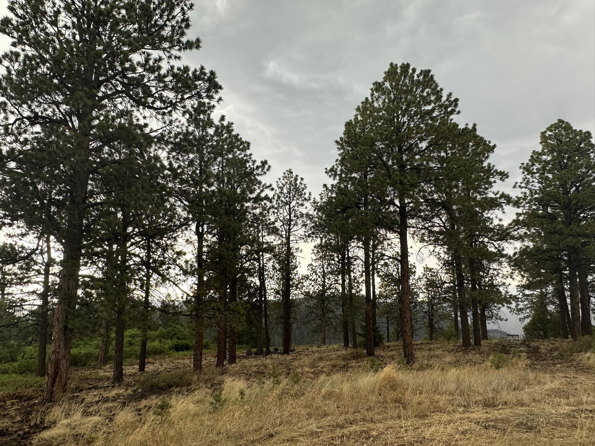 135 Canyon Rim Loop Property Photo 53
