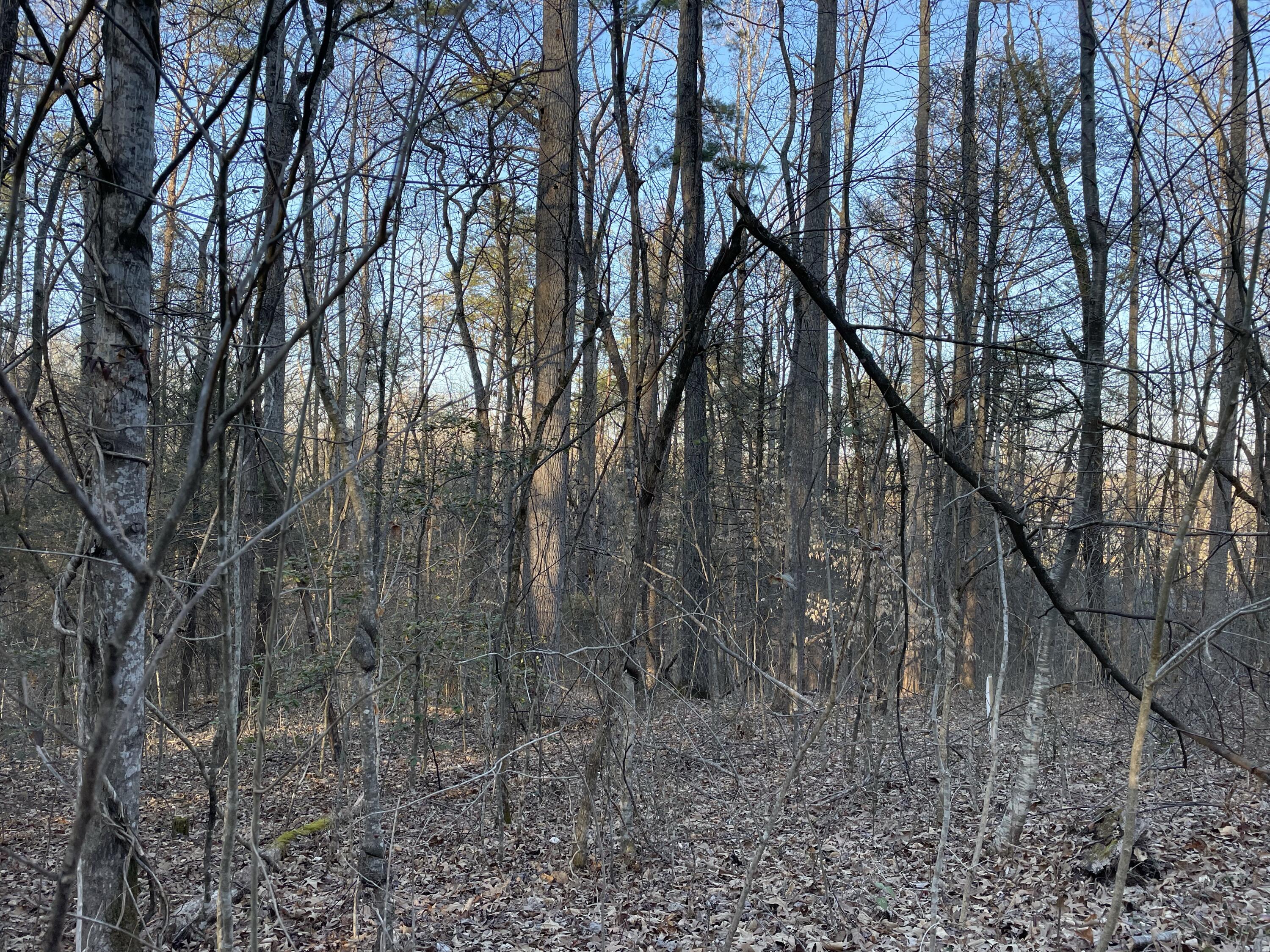 8+ Acres Cosby Highway Property Photo