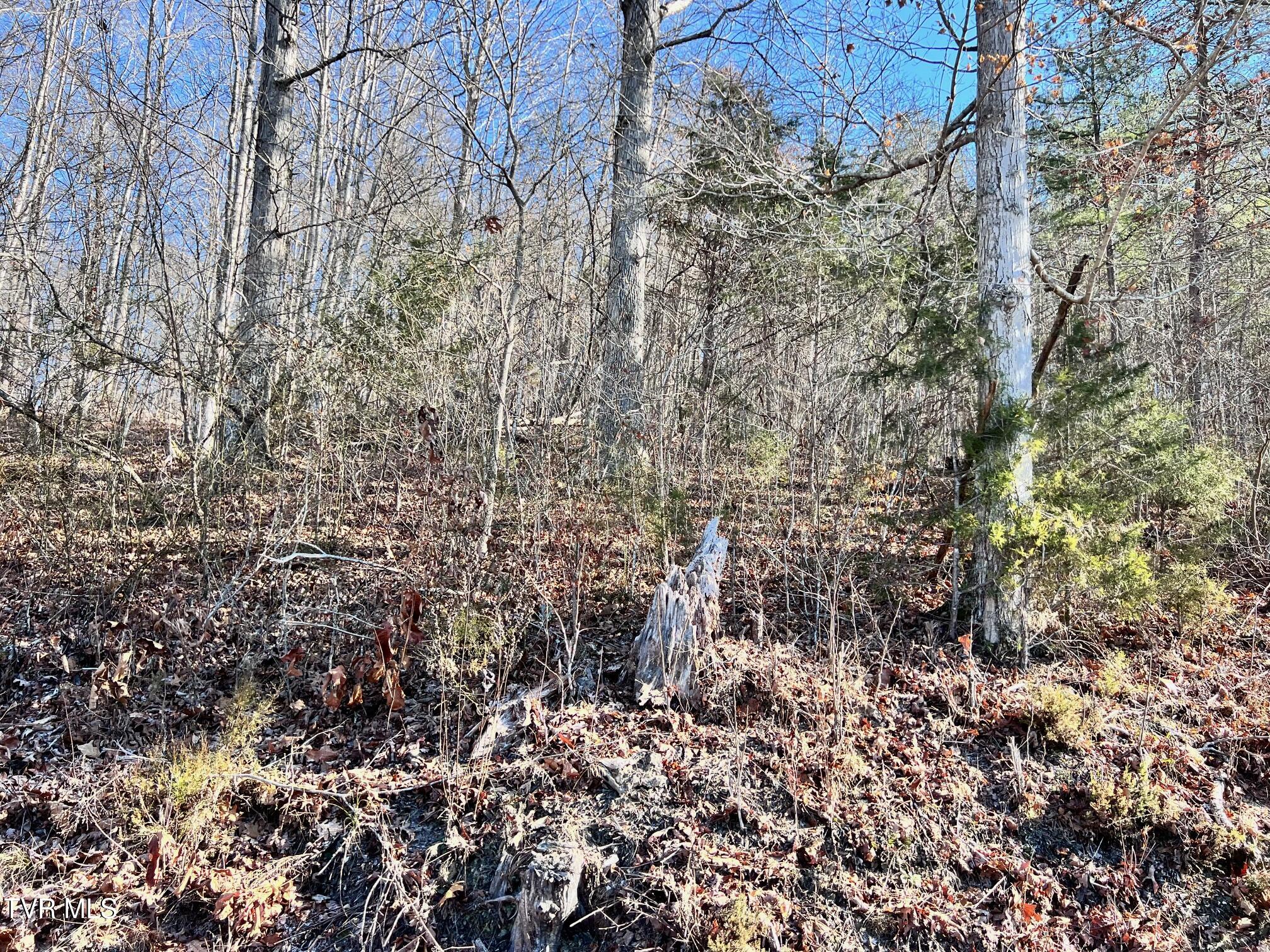 Tract 7 Bundren Mountain Road Property Photo