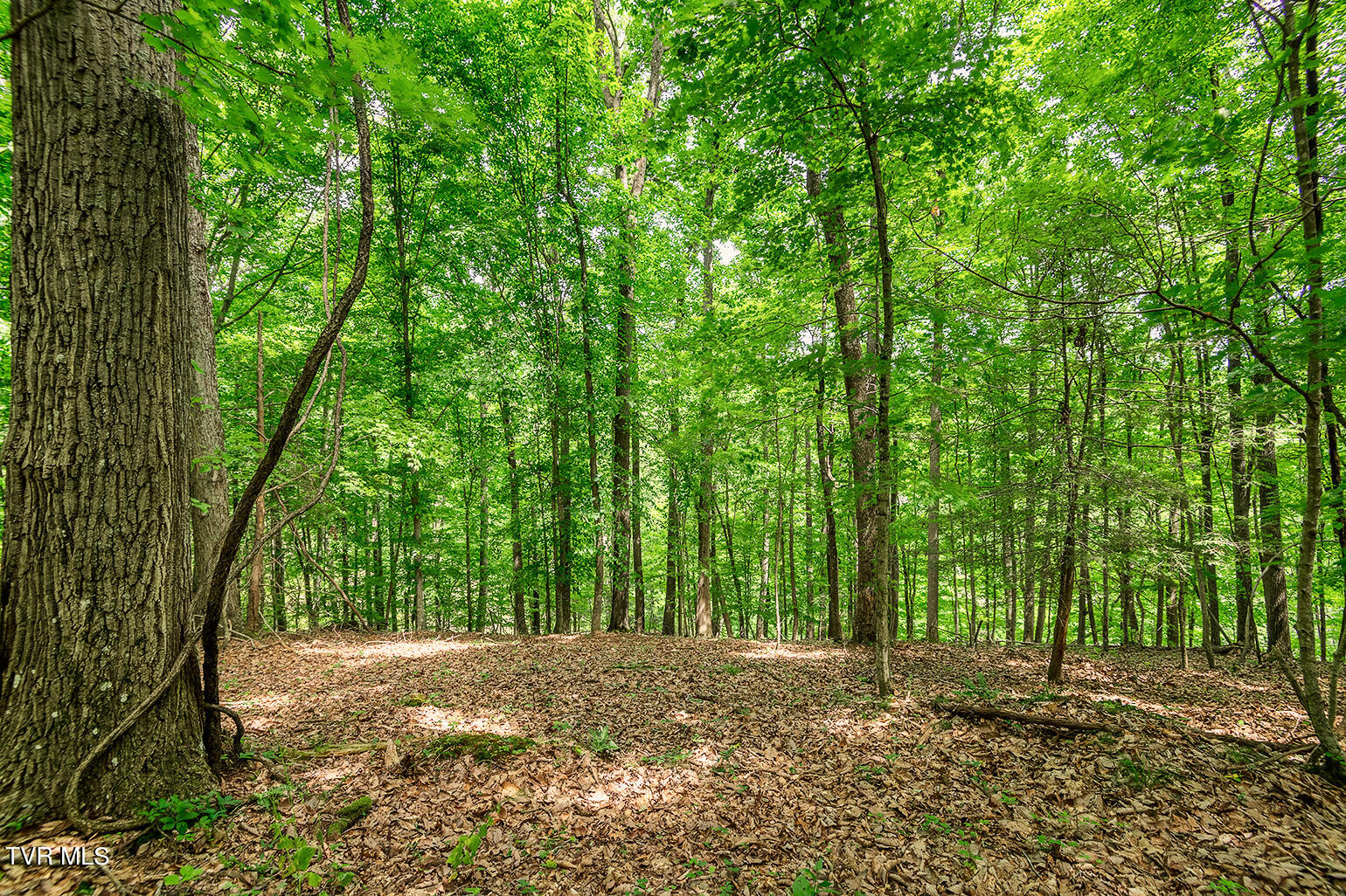 Tbd River Village Lane Property Photo 17