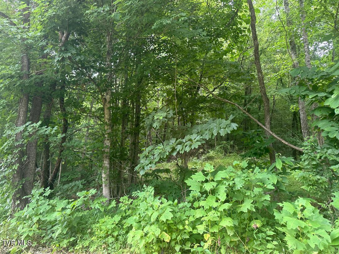 Tbd Flora Road Property Photo 3