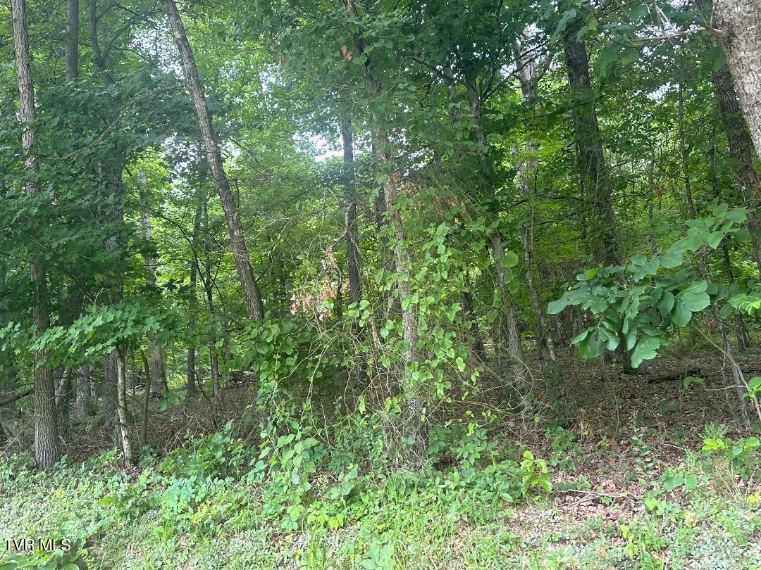 Tbd Flora Road Property Photo 37