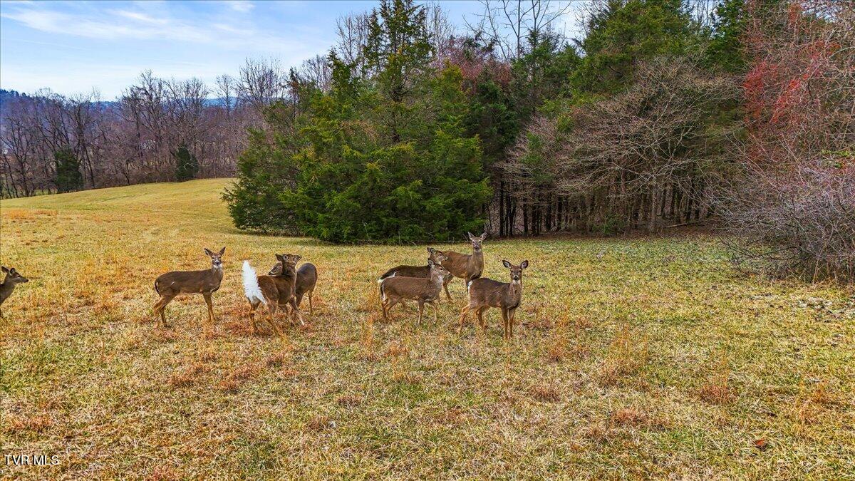 Tbd Gap Creek Road Property Photo 2