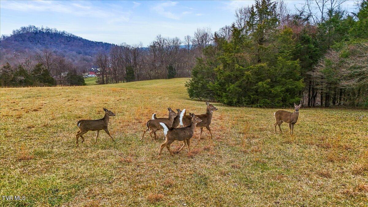 Tbd Gap Creek Road Property Photo 12