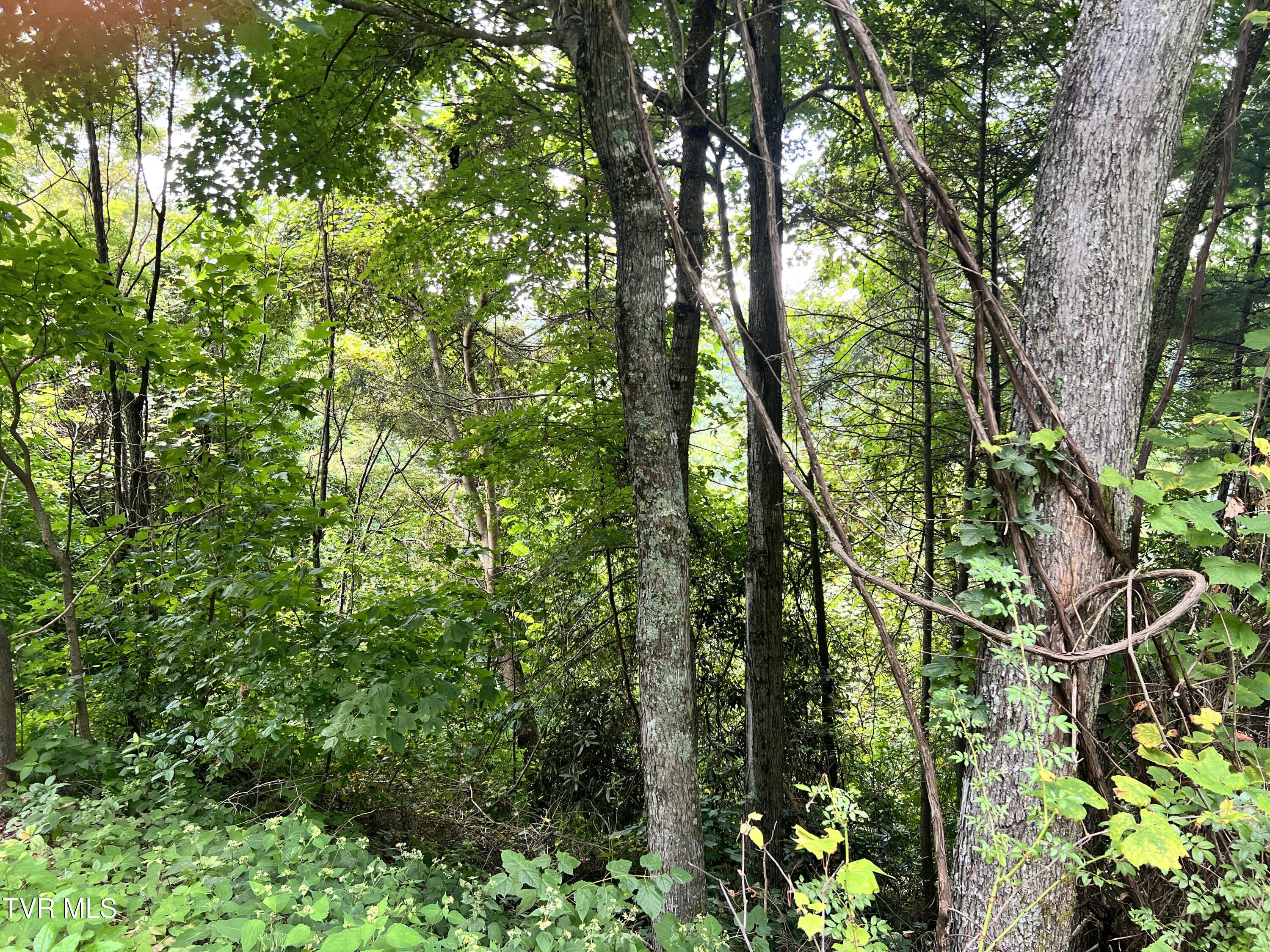 Tbd Tulip Poplar Trail Extension Property Photo 9