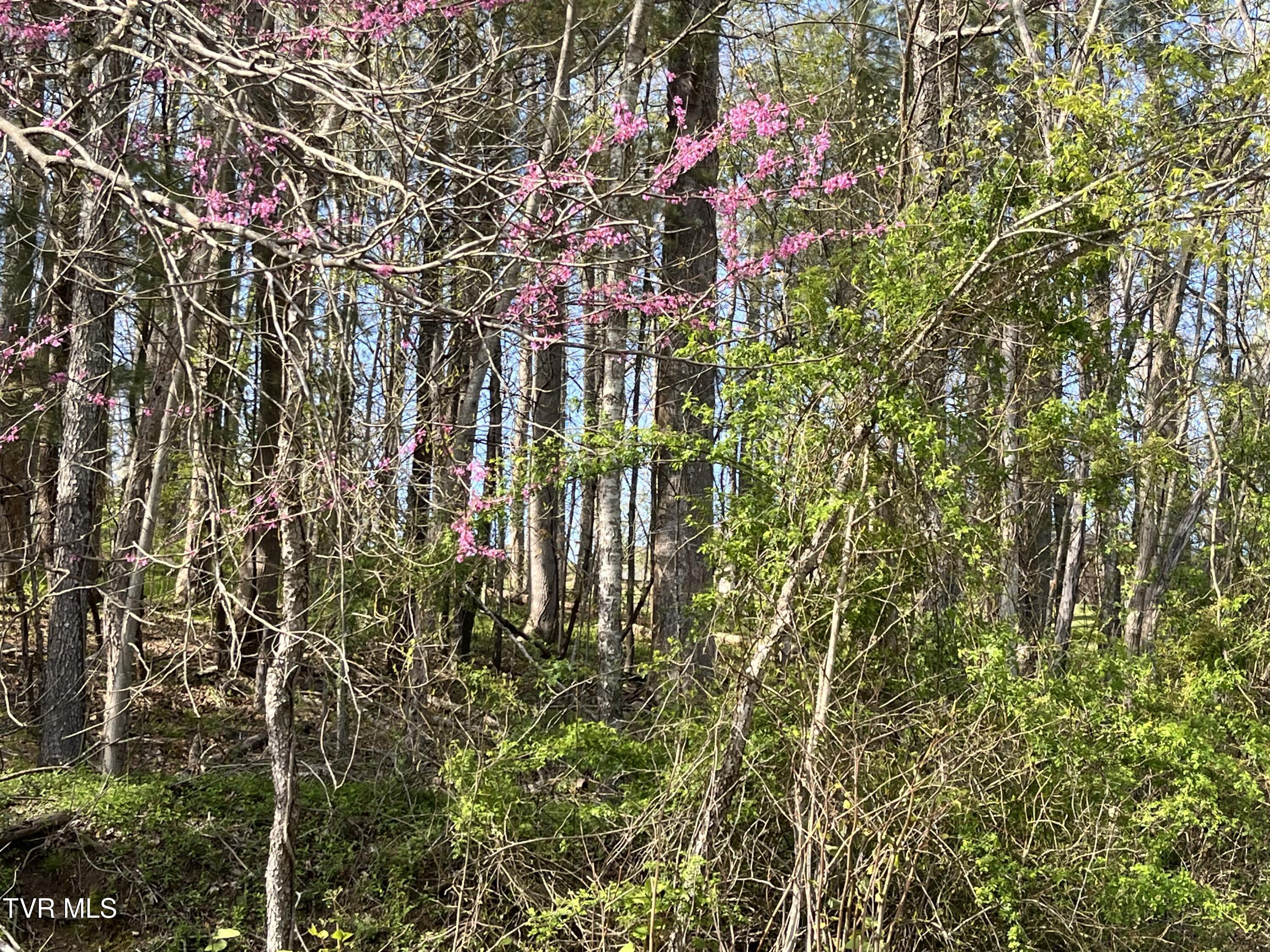 2 Lots Powell Valley Road Road Property Photo