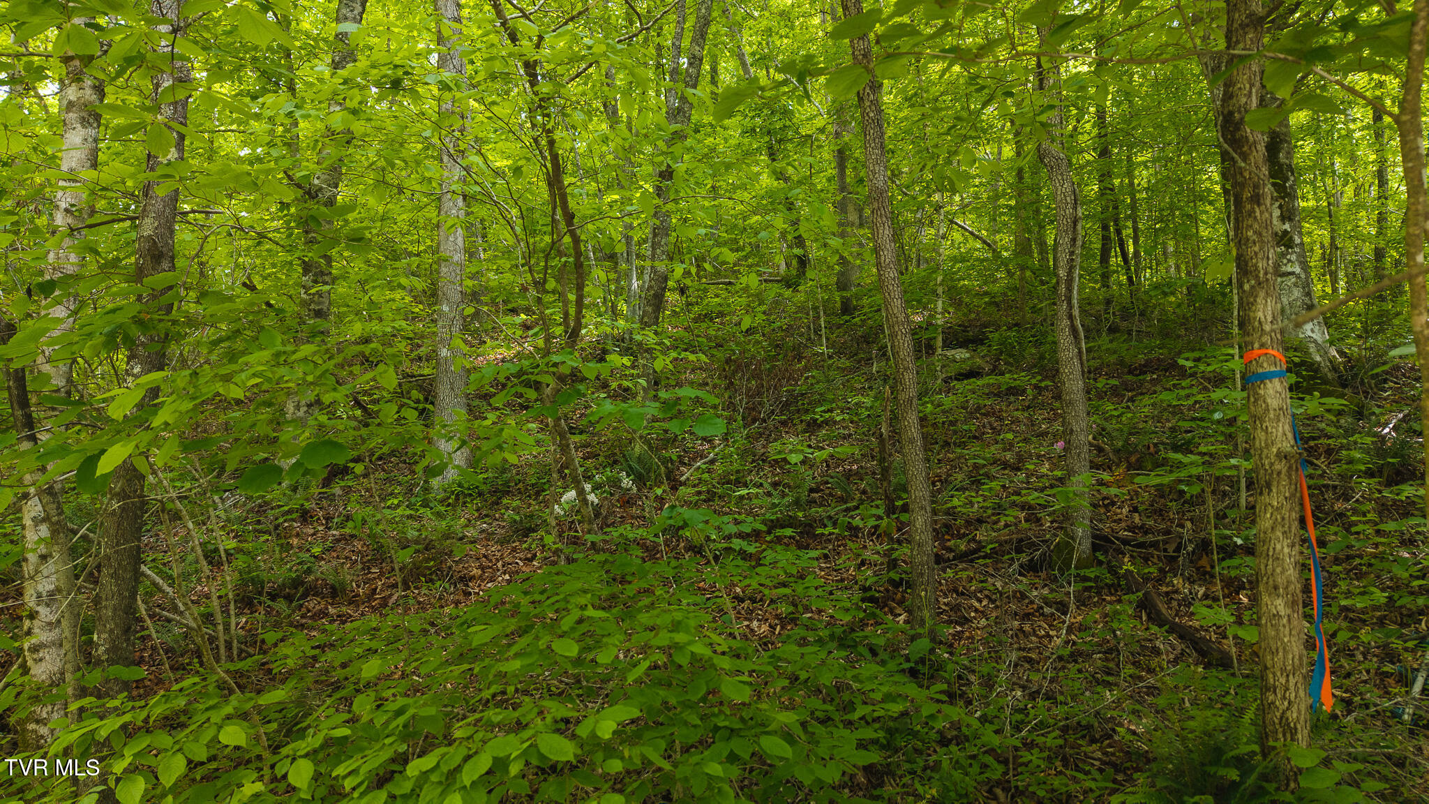 0 Avondale Hollow Road Property Photo 1