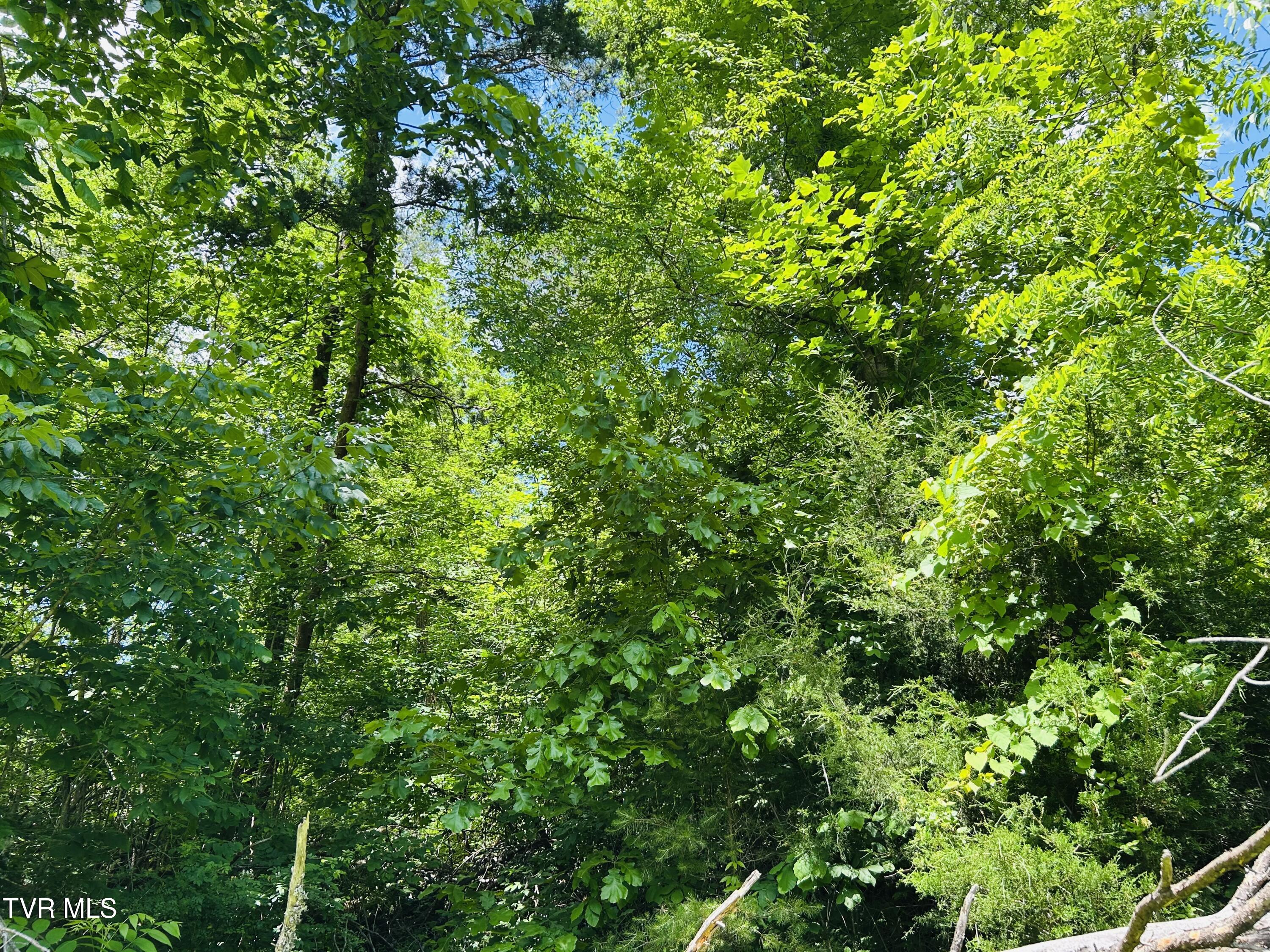 Tbd Mountain Loop Road Property Photo 5