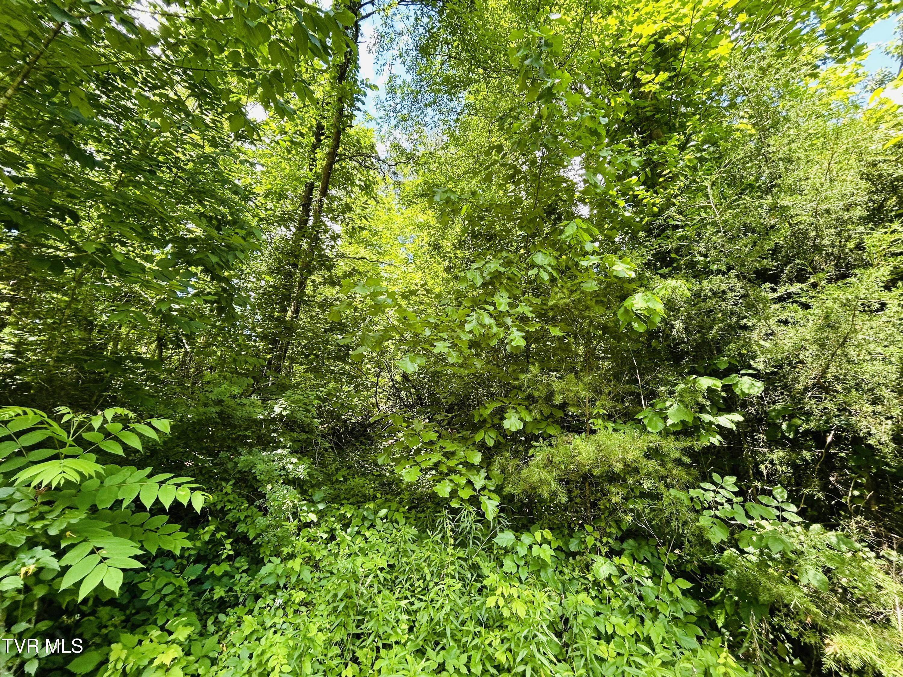 Tbd Mountain Loop Road Property Photo 8