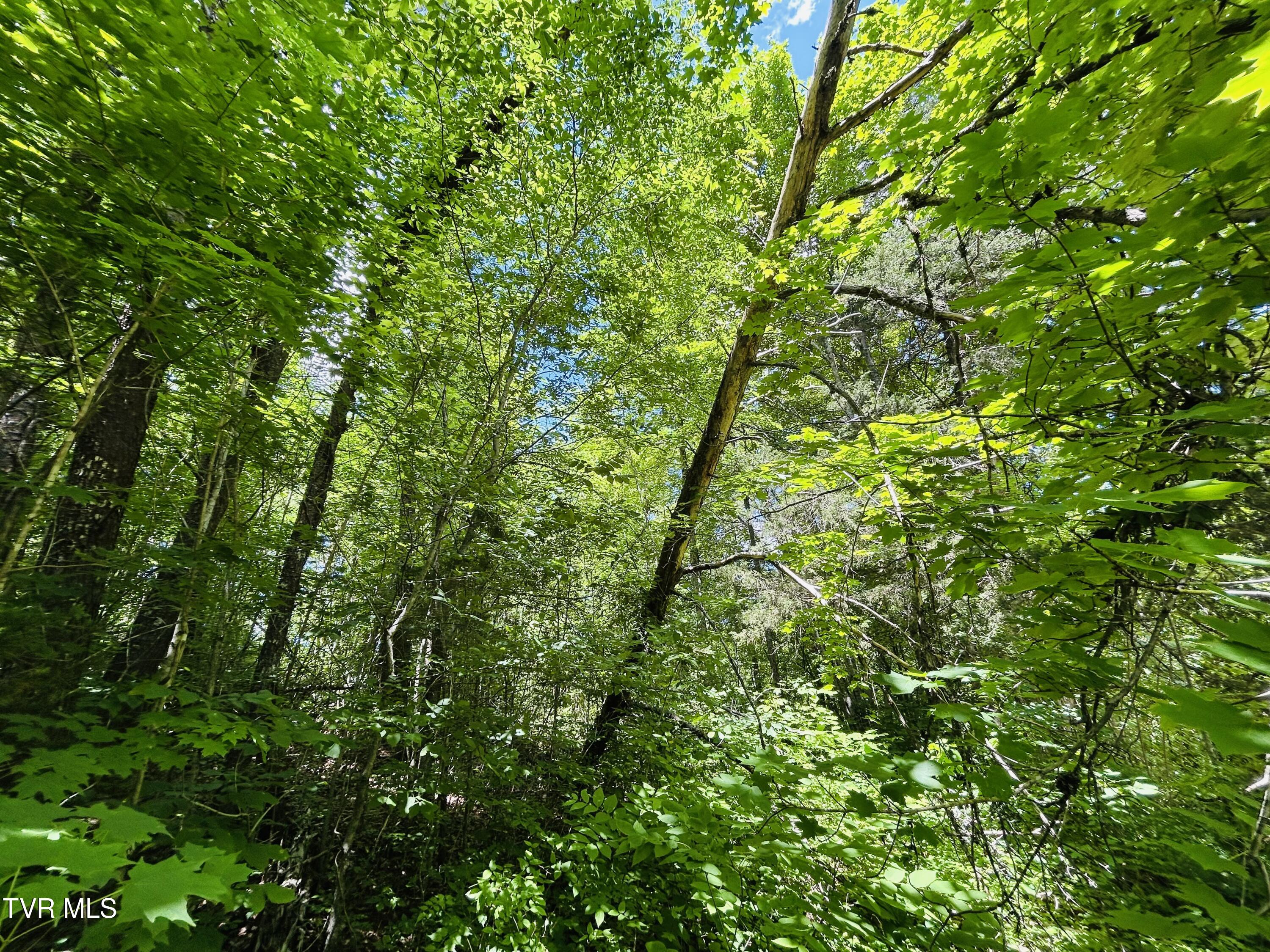 Tbd Mountain Loop Road Property Photo 14