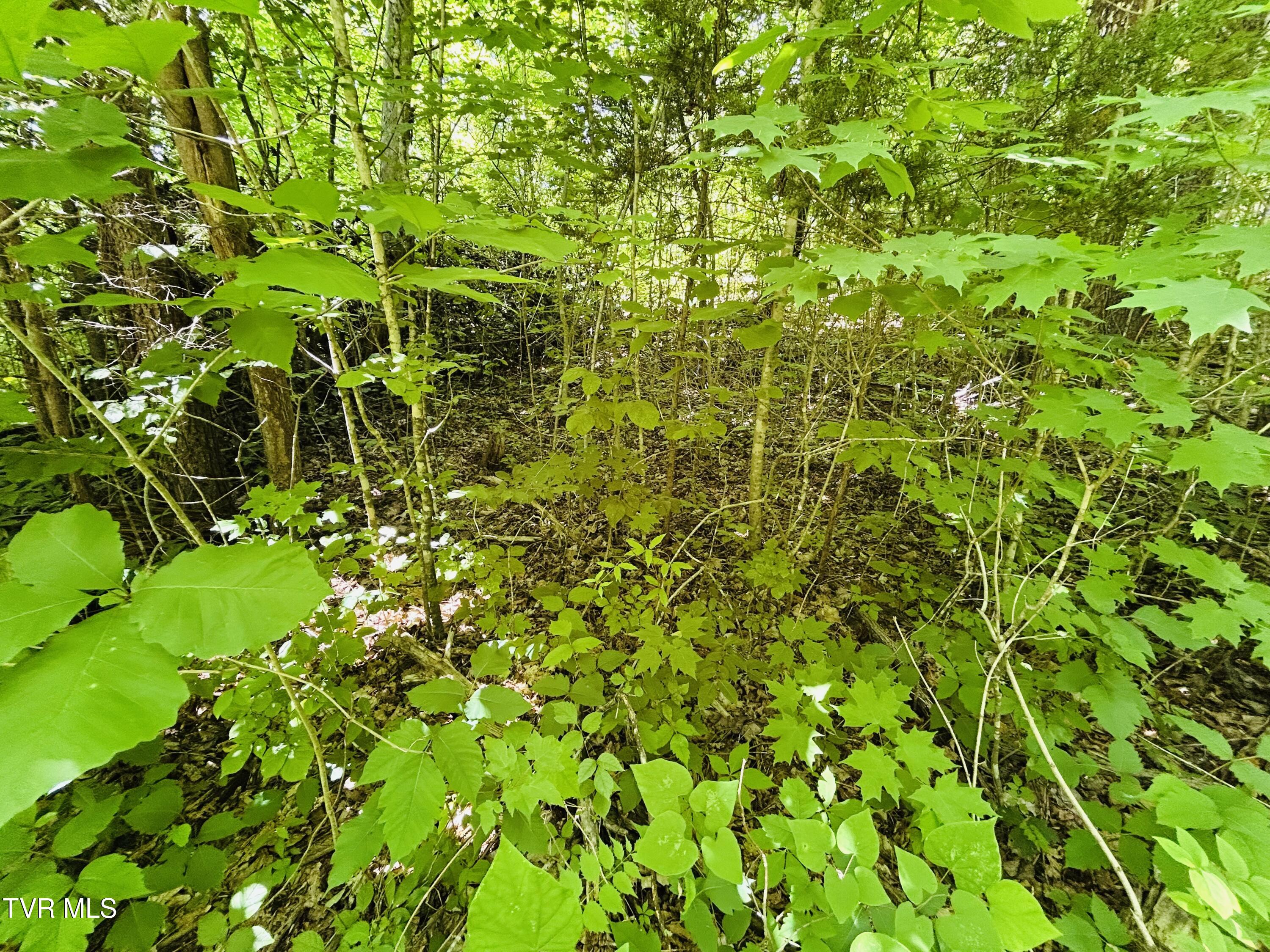 Tbd Mountain Loop Road Property Photo 15