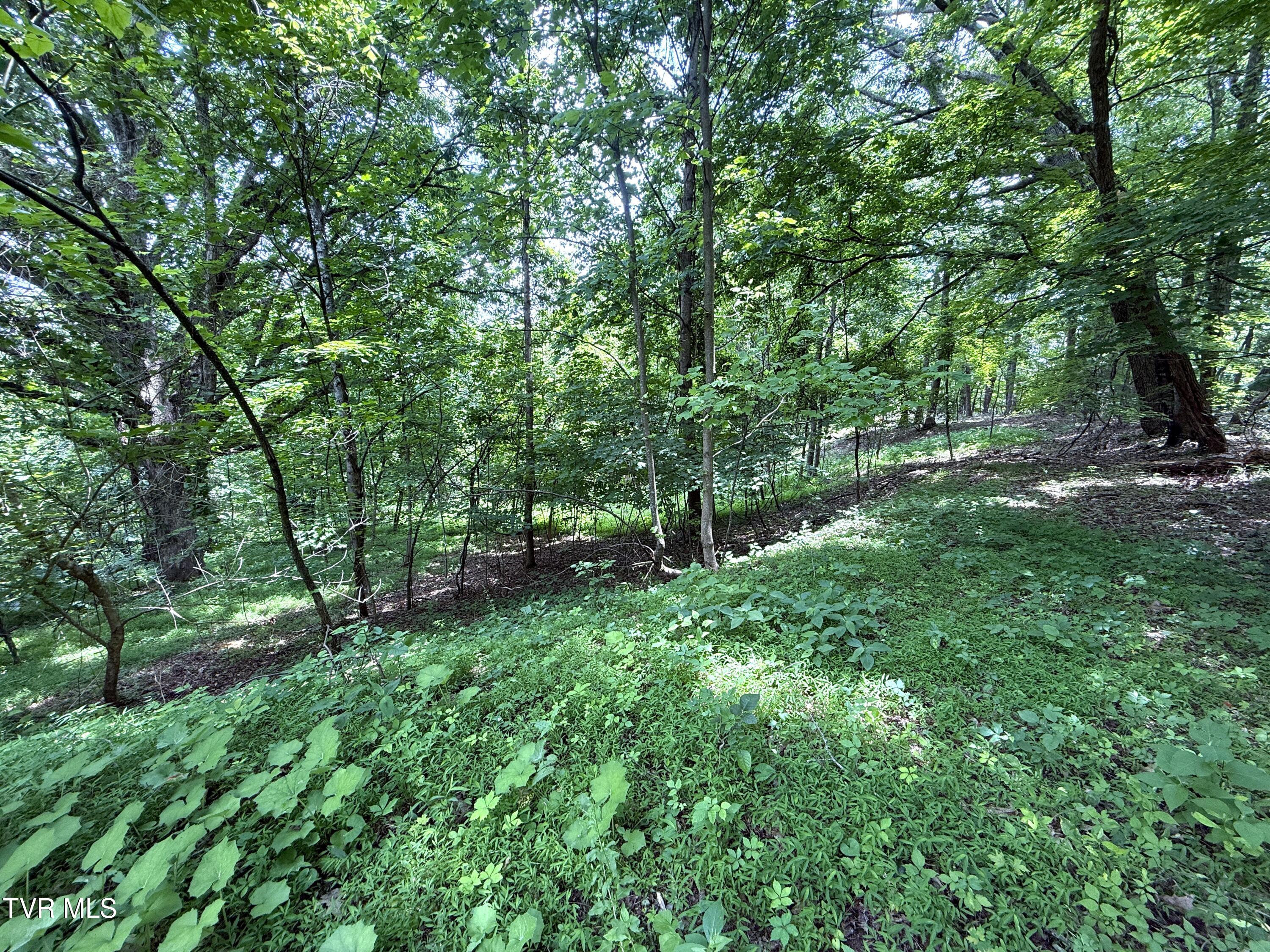 5.74 Acres Bailey Cemetery Road Property Photo 1