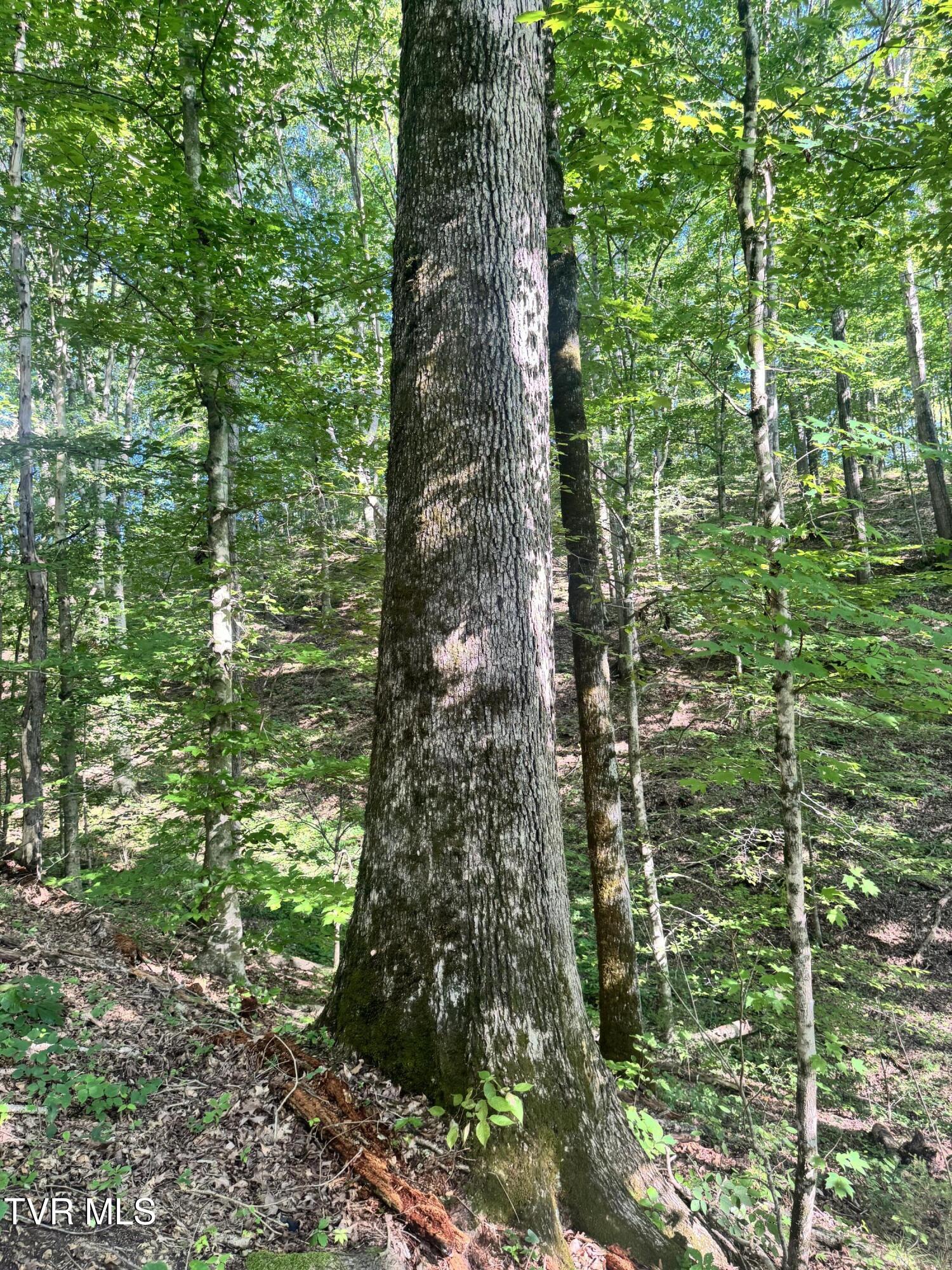 1430 Roaring Fork Road Property Photo 37