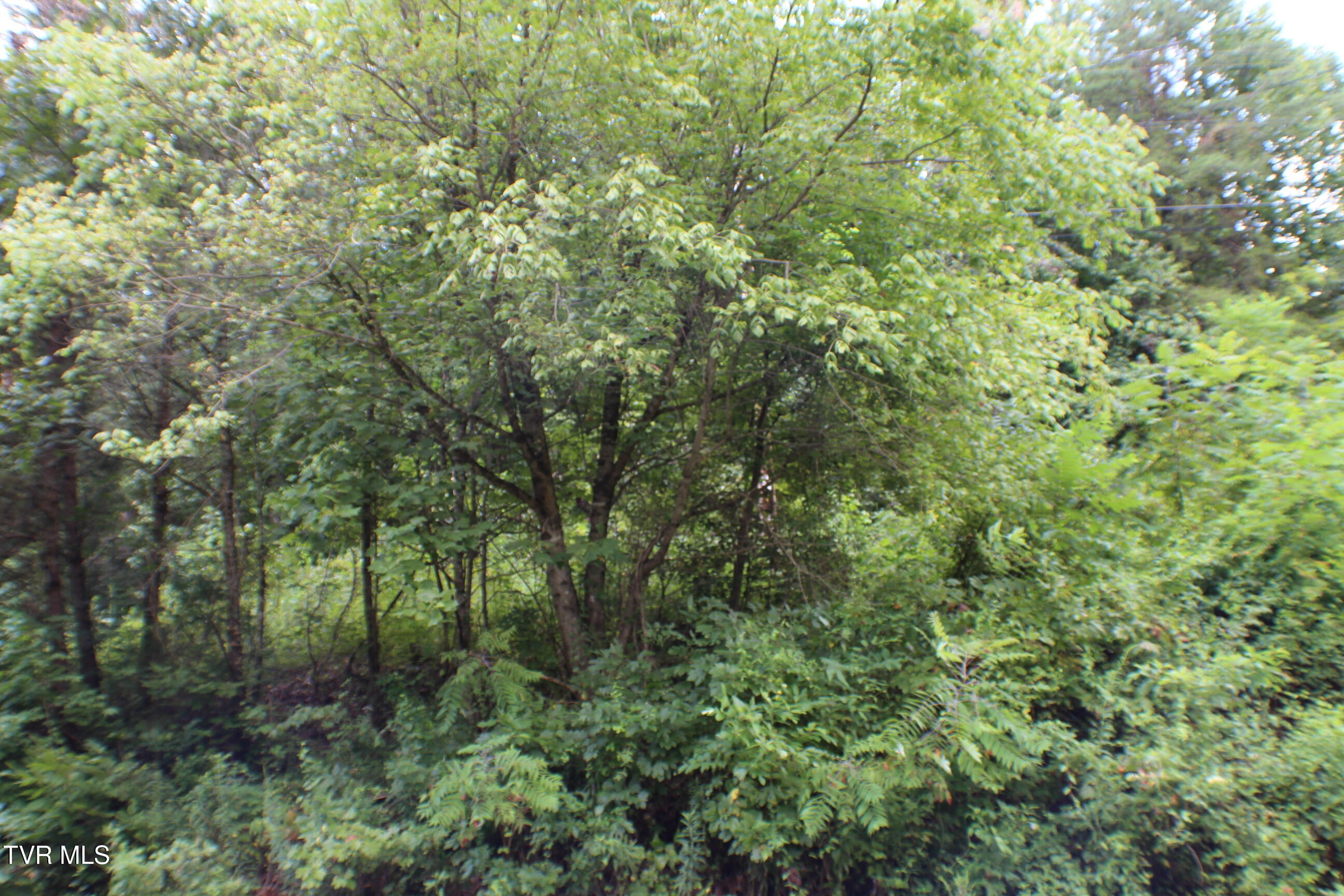 0 Early Branch Road Property Photo 5