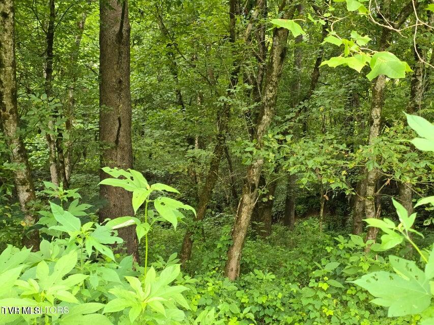 6835 Mulberry Gap Road Property Photo 48