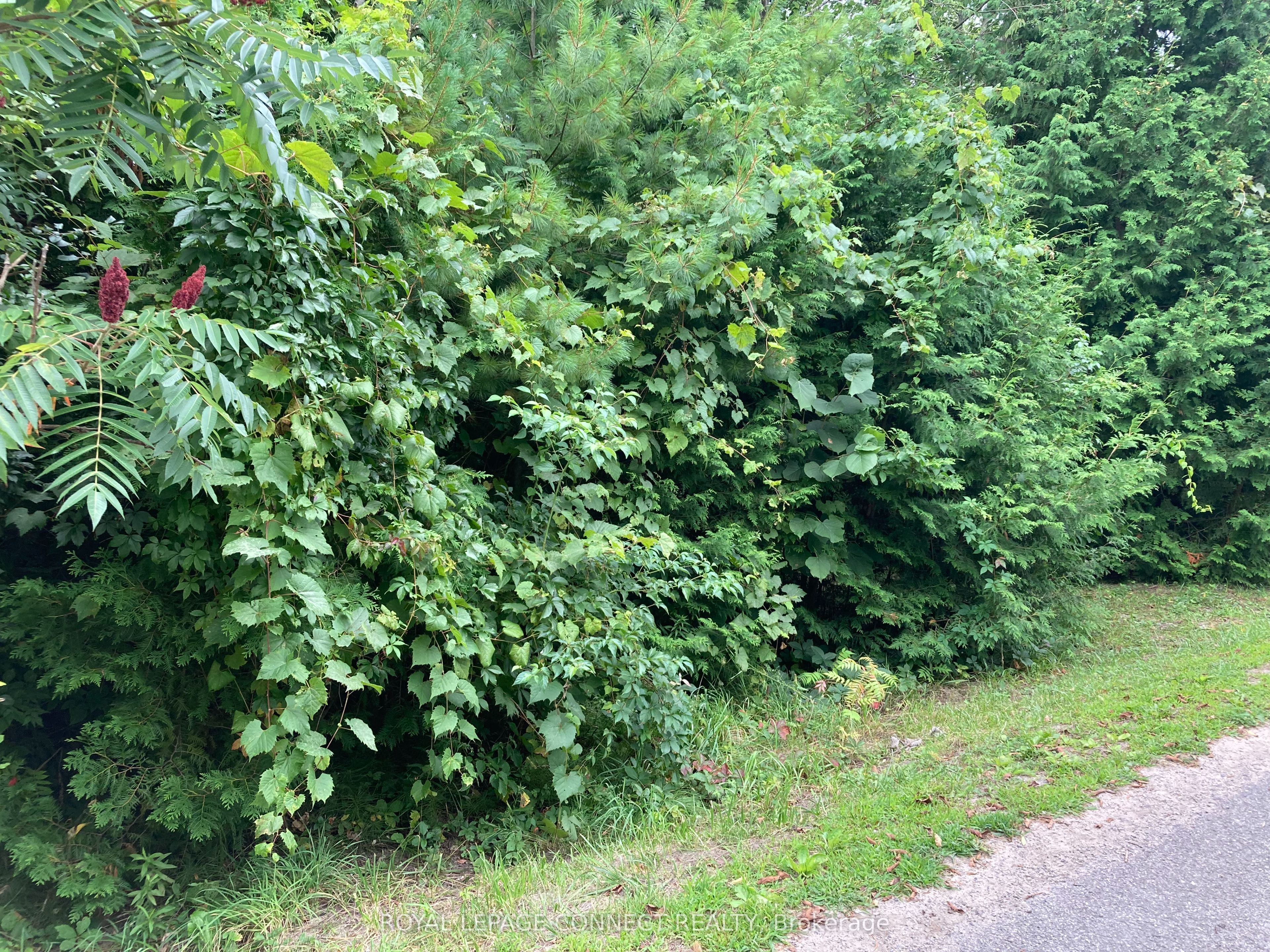 0 Pinecrest Road Property Photo 1