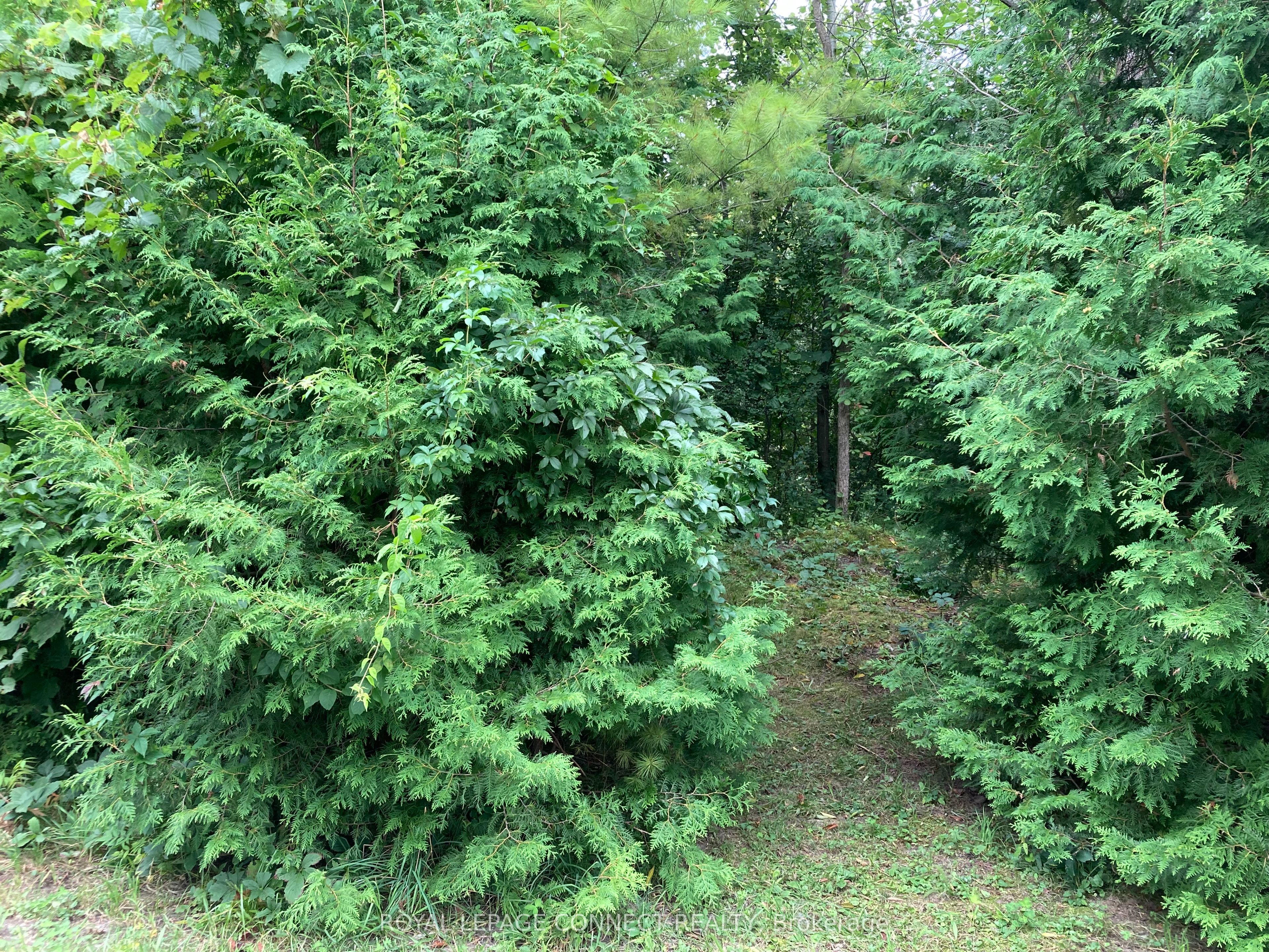 0 Pinecrest Road Property Photo 3