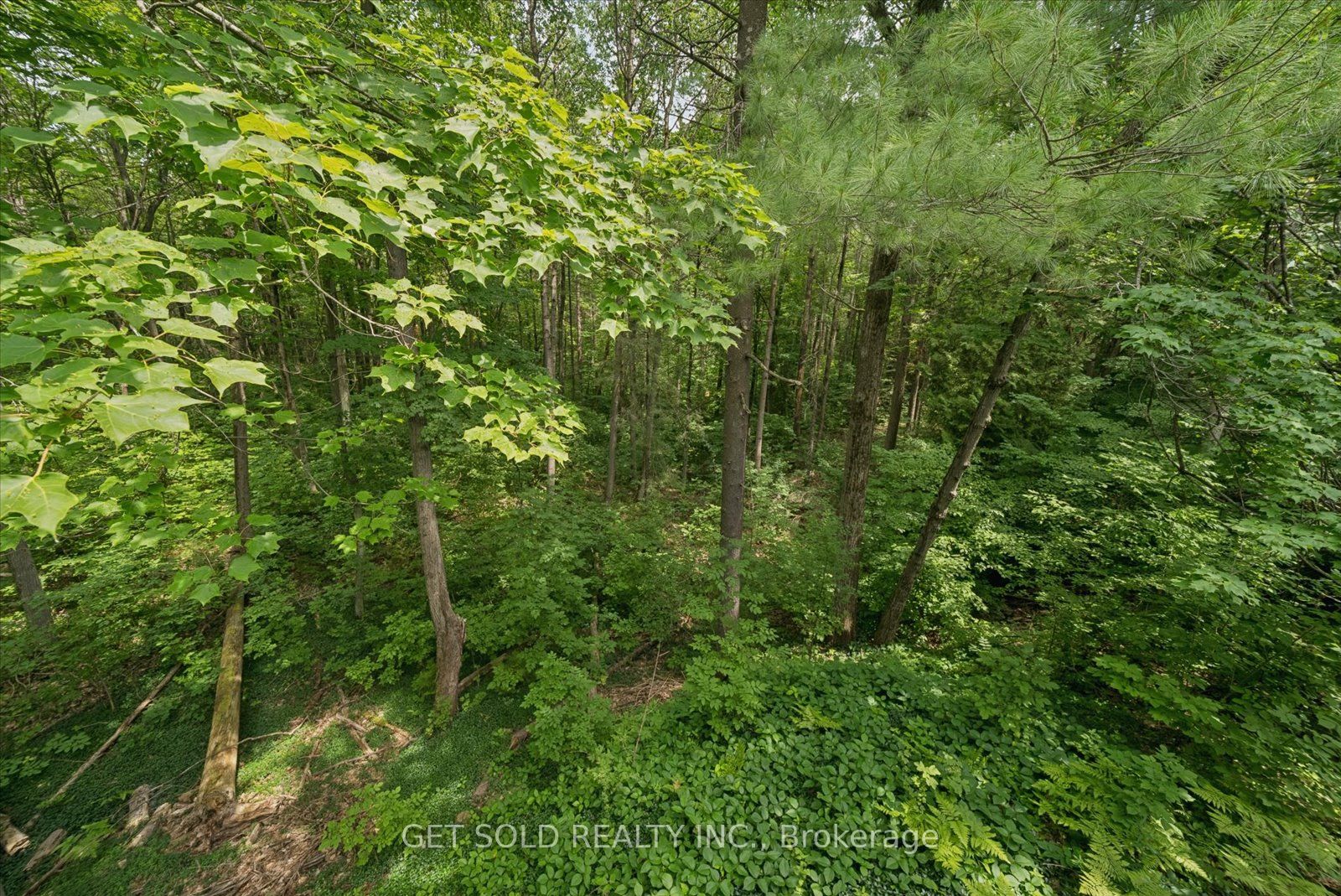 80 White Pine Trail Property Photo 15