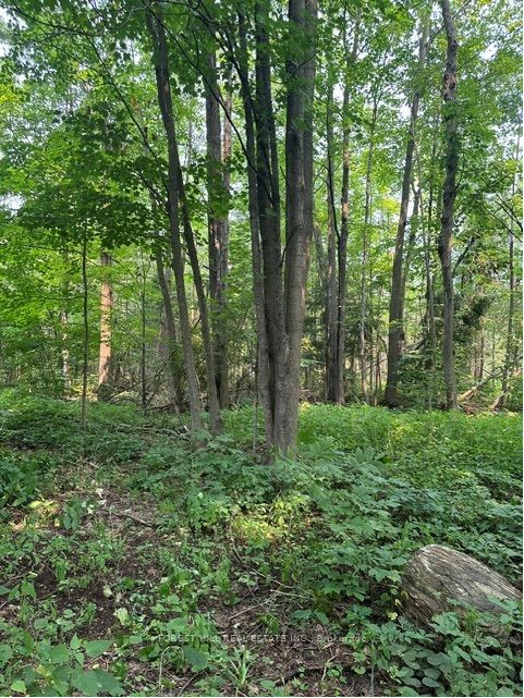 2728 25th Side Road Property Photo 2