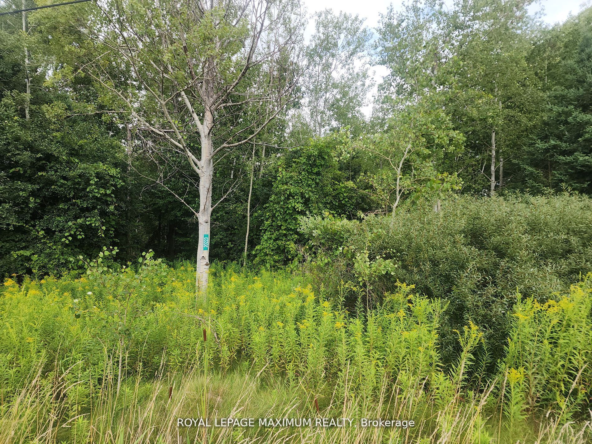 20223 Bathurst Street Property Photo 9