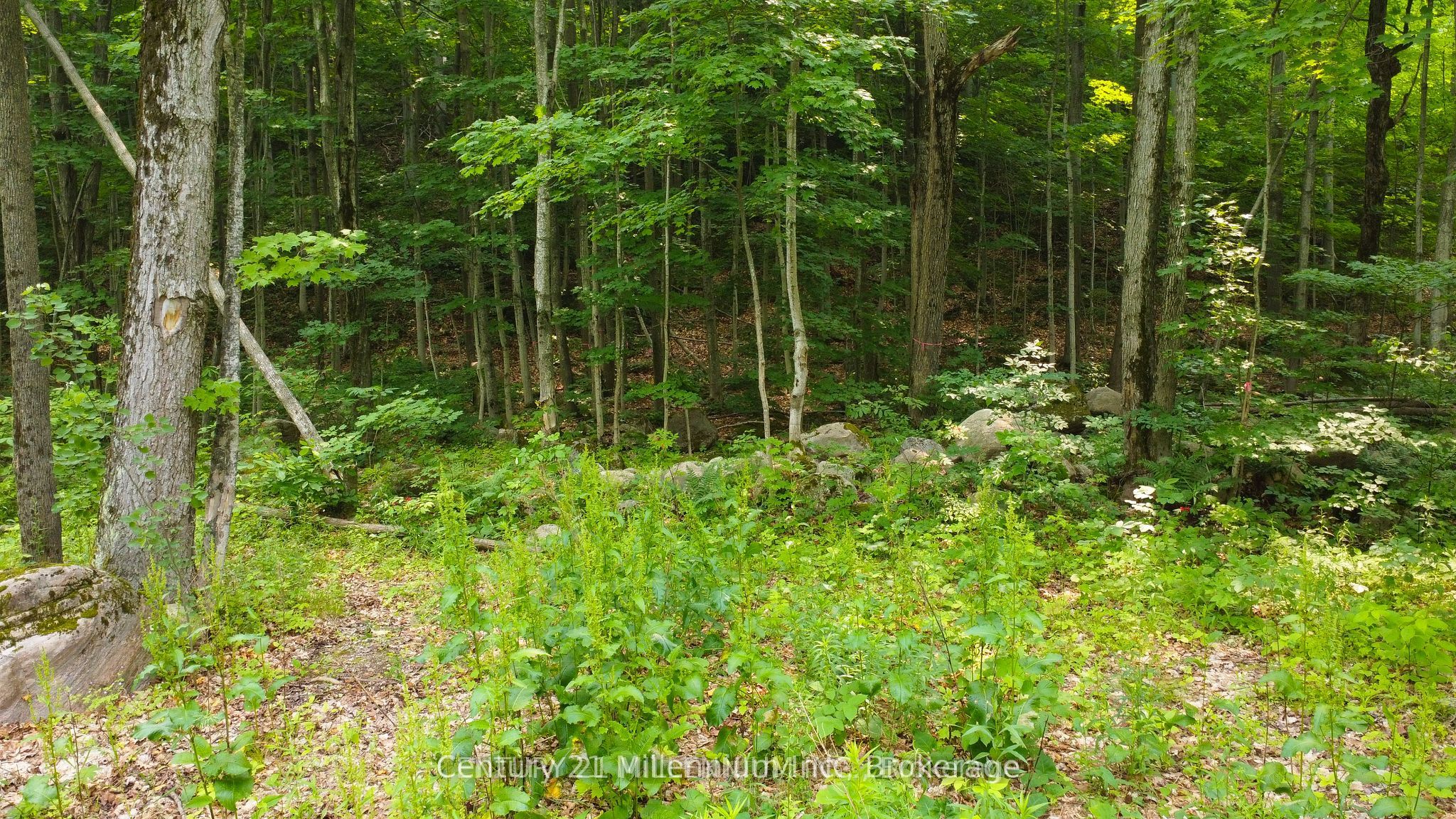 1963 Lot 52 Tiny Beaches Road Property Photo 7