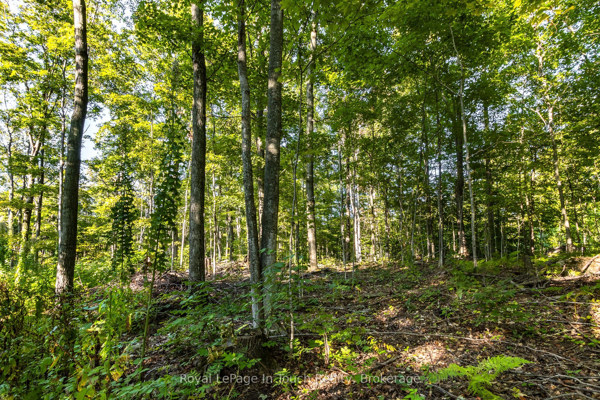 Lt 16&17 Nippissing Ridge Road Property Photo 17