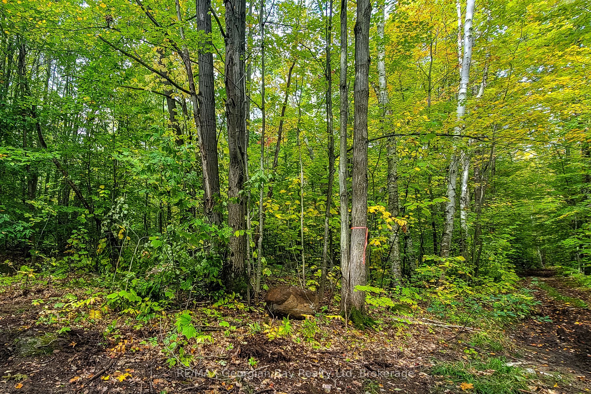 Lot 18 Conc 19 Road W Property Photo 3