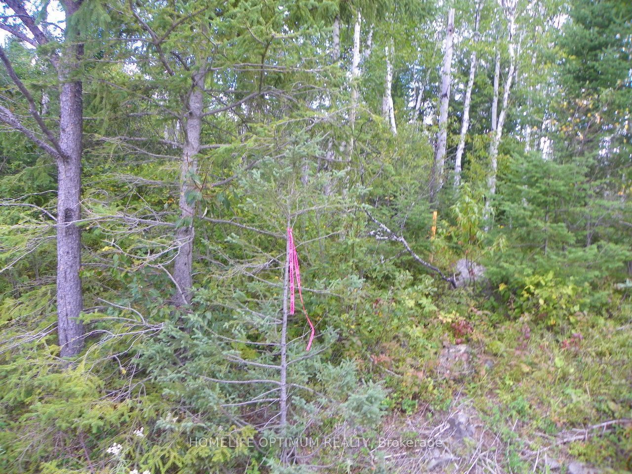 Pt 1 6r8933 Playfair Twp Blue Jay Road Property Photo 3