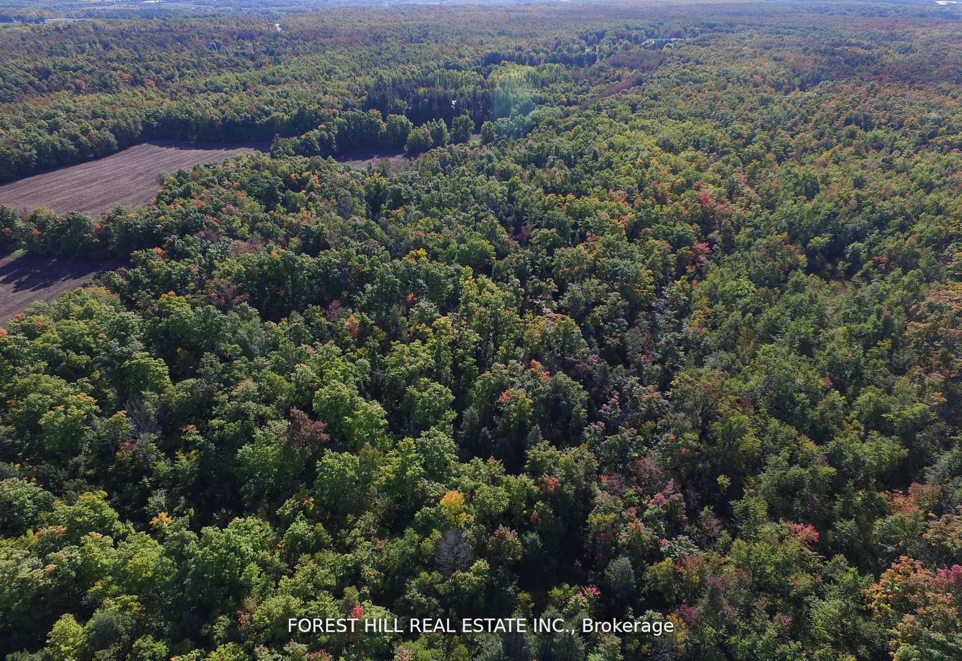 7406 17 Side Road Property Photo 8