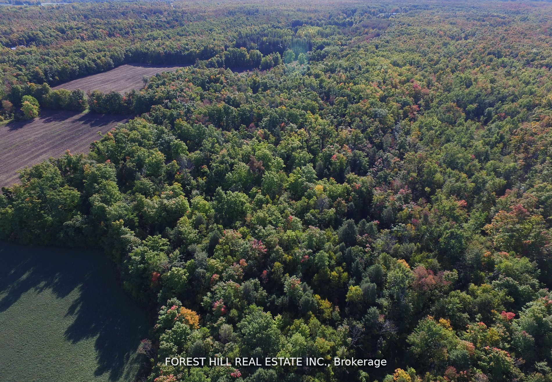 7406 17 Side Road Property Photo 13