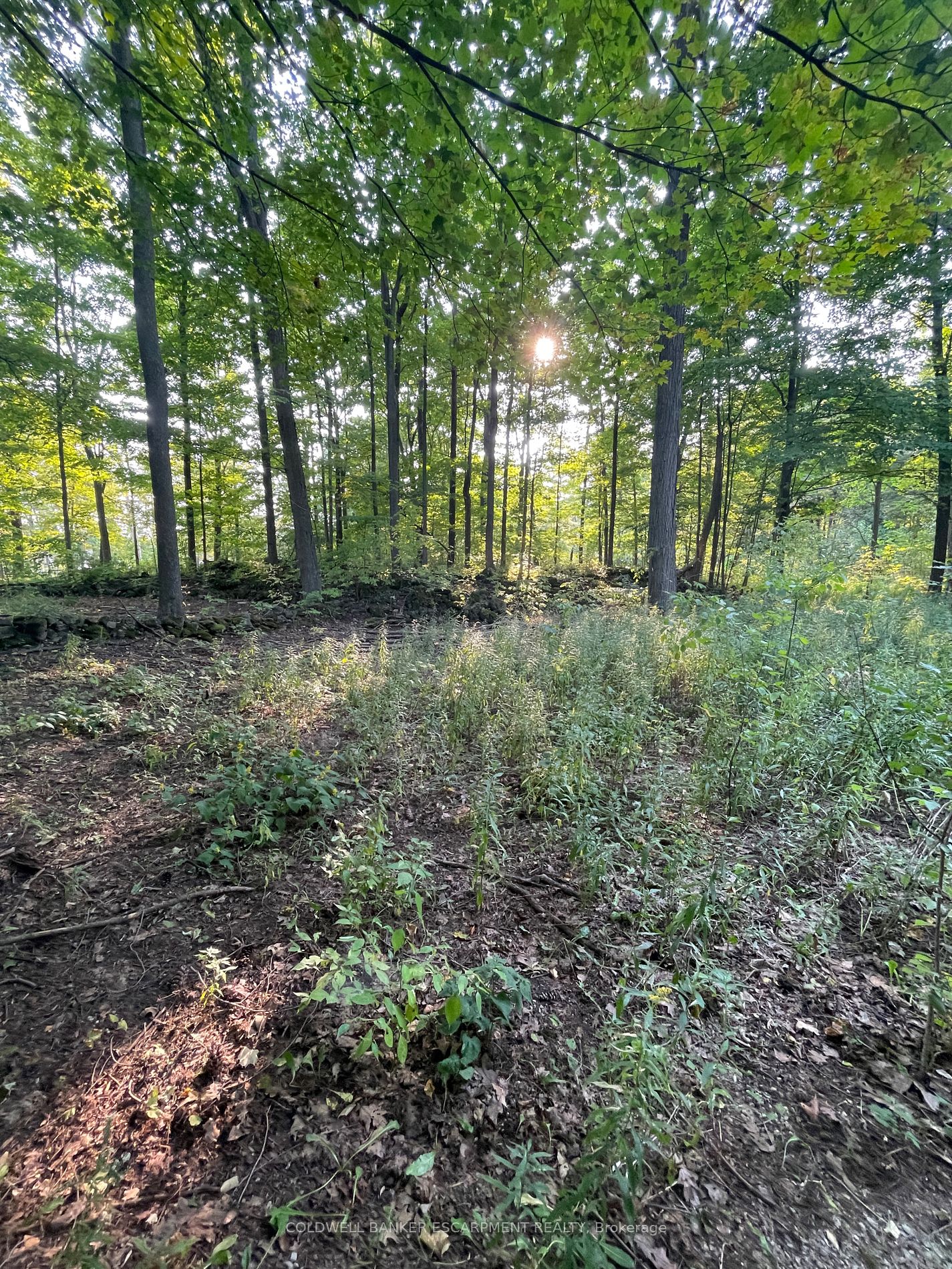 4449 Milburough Line Property Photo 15