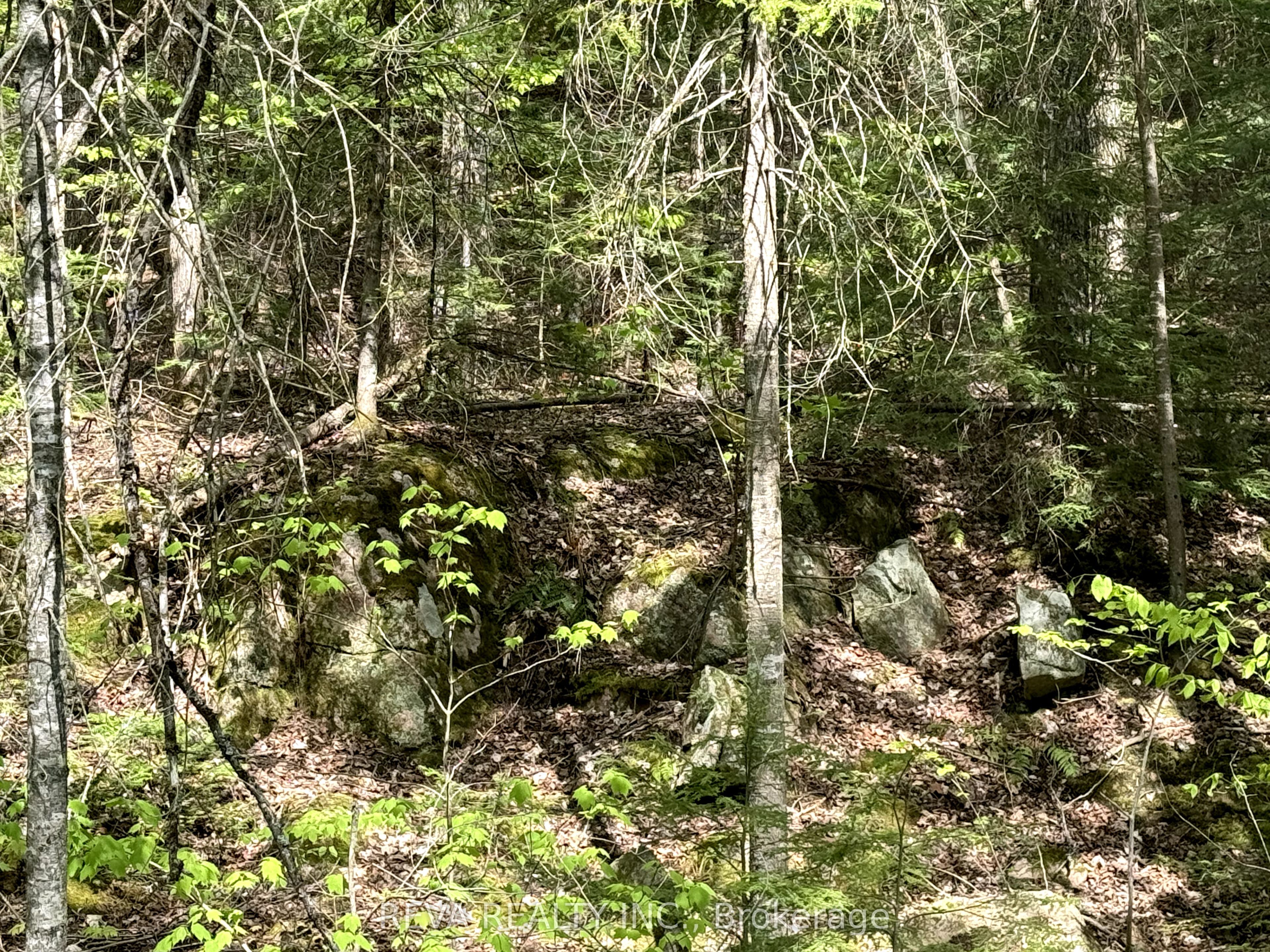 0 Salmon Trout Lake Road Property Photo 5