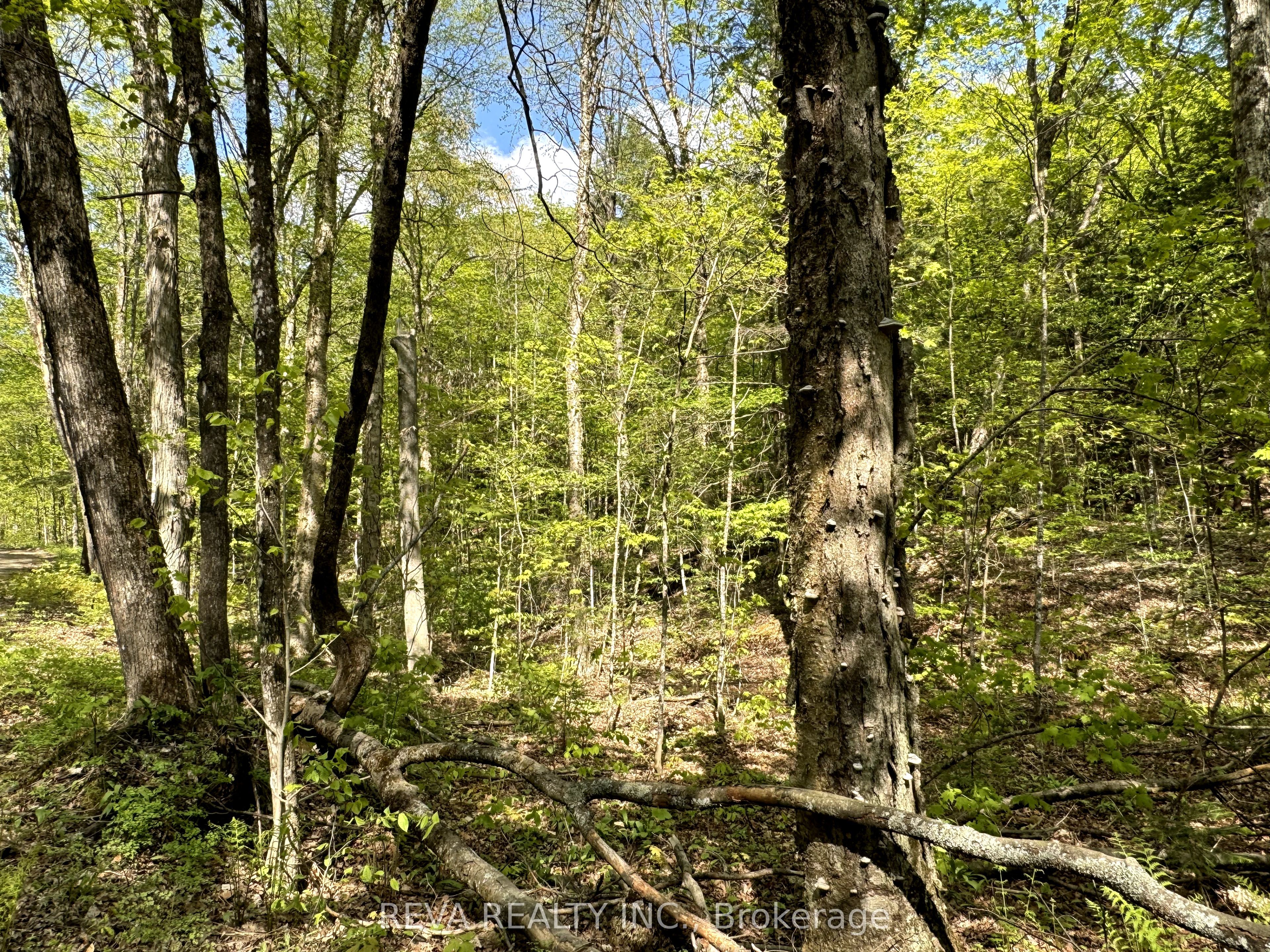0 Salmon Trout Lake Road Property Photo 9