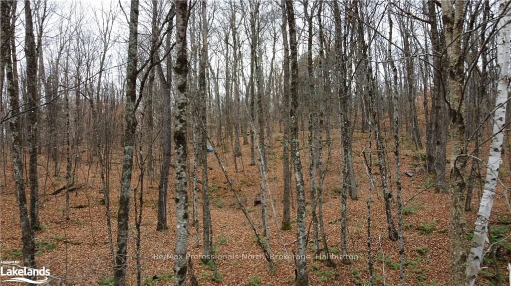 0 Basshaunt Lake Road Property Photo 3