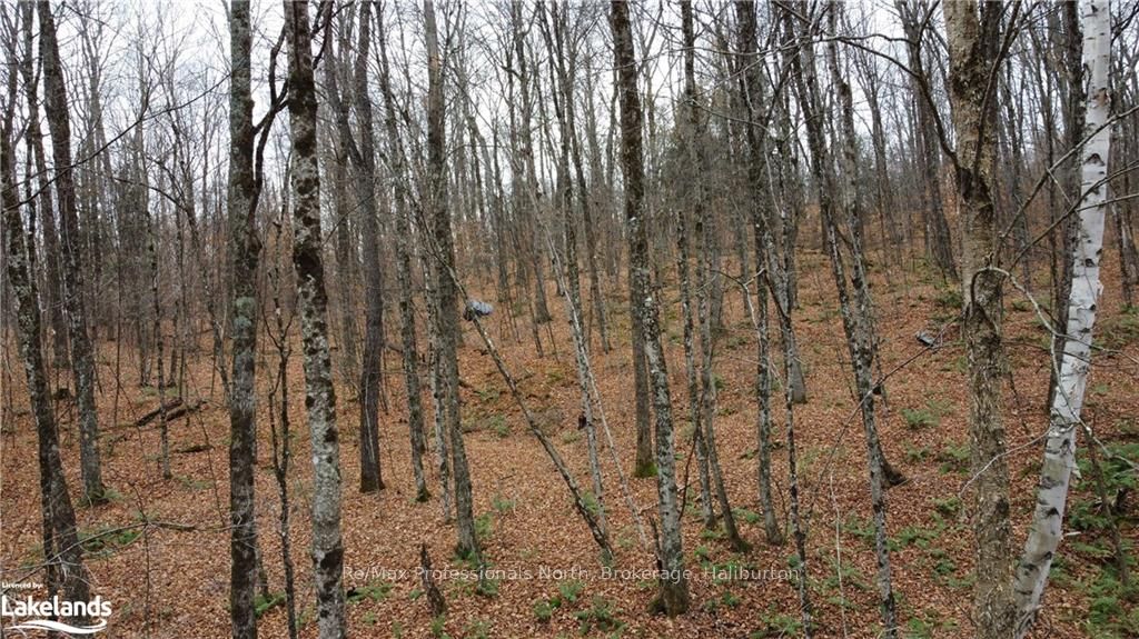 0 Basshaunt Lake Road Property Photo 4