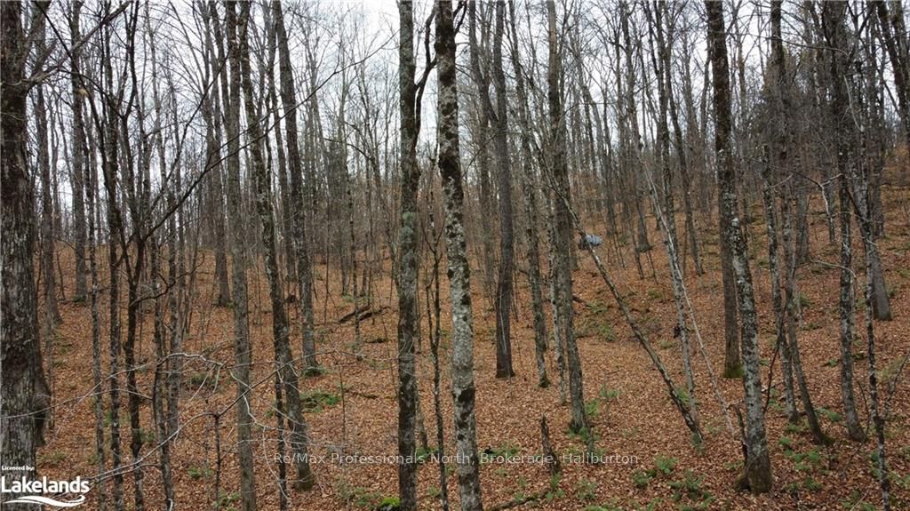 0 Basshaunt Lake Road Property Photo 5