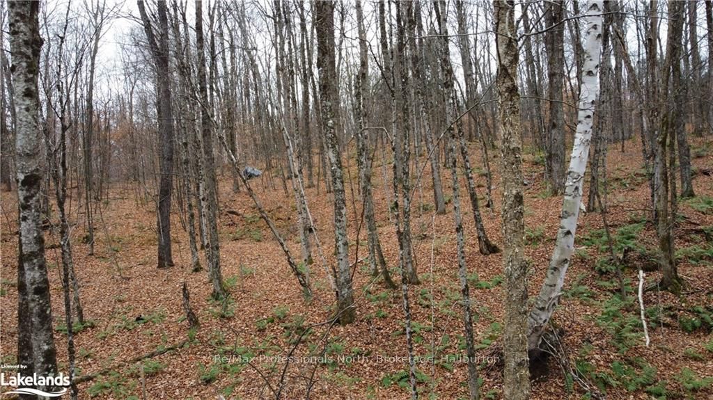 0 Basshaunt Lake Road Property Photo 6