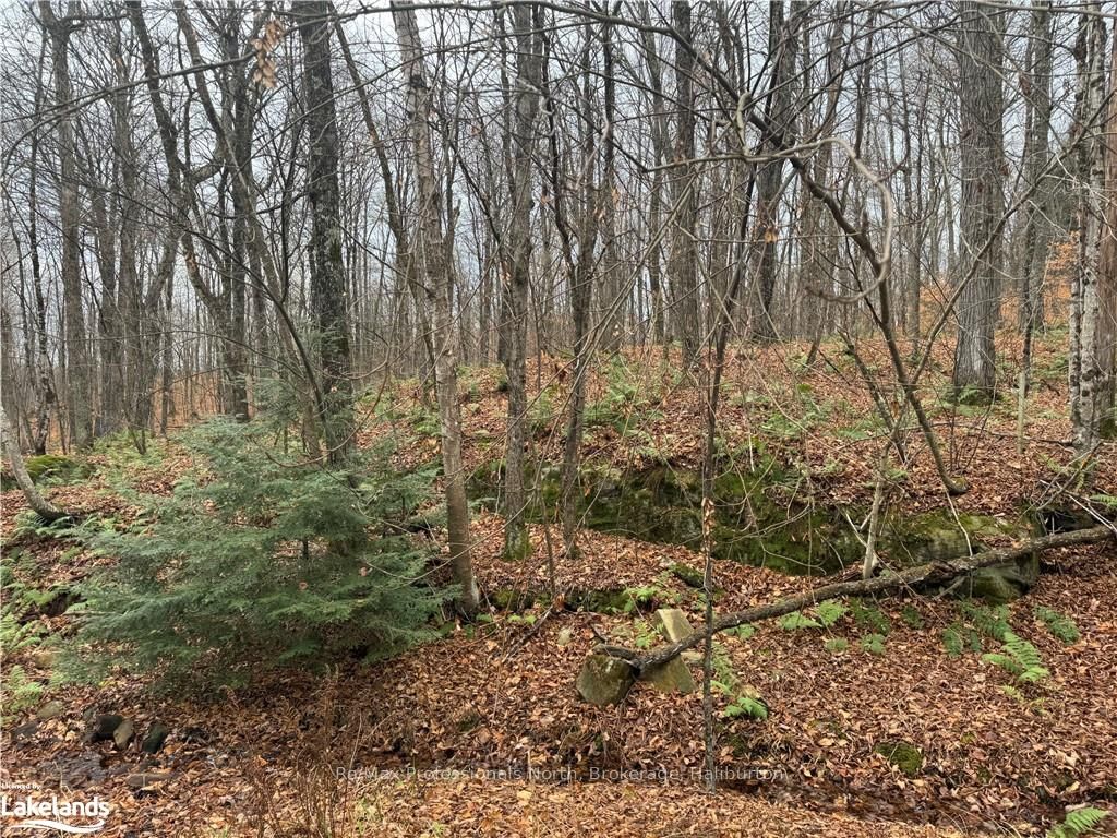 0 Basshaunt Lake Road Property Photo 8