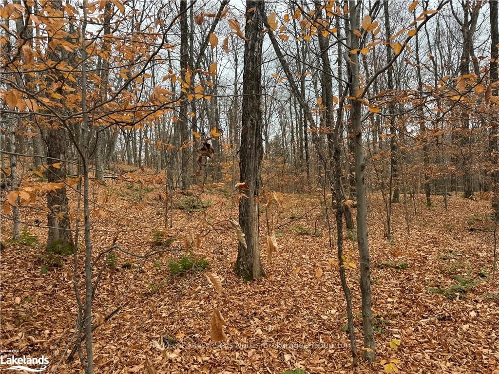 0 Basshaunt Lake Road Property Photo 10