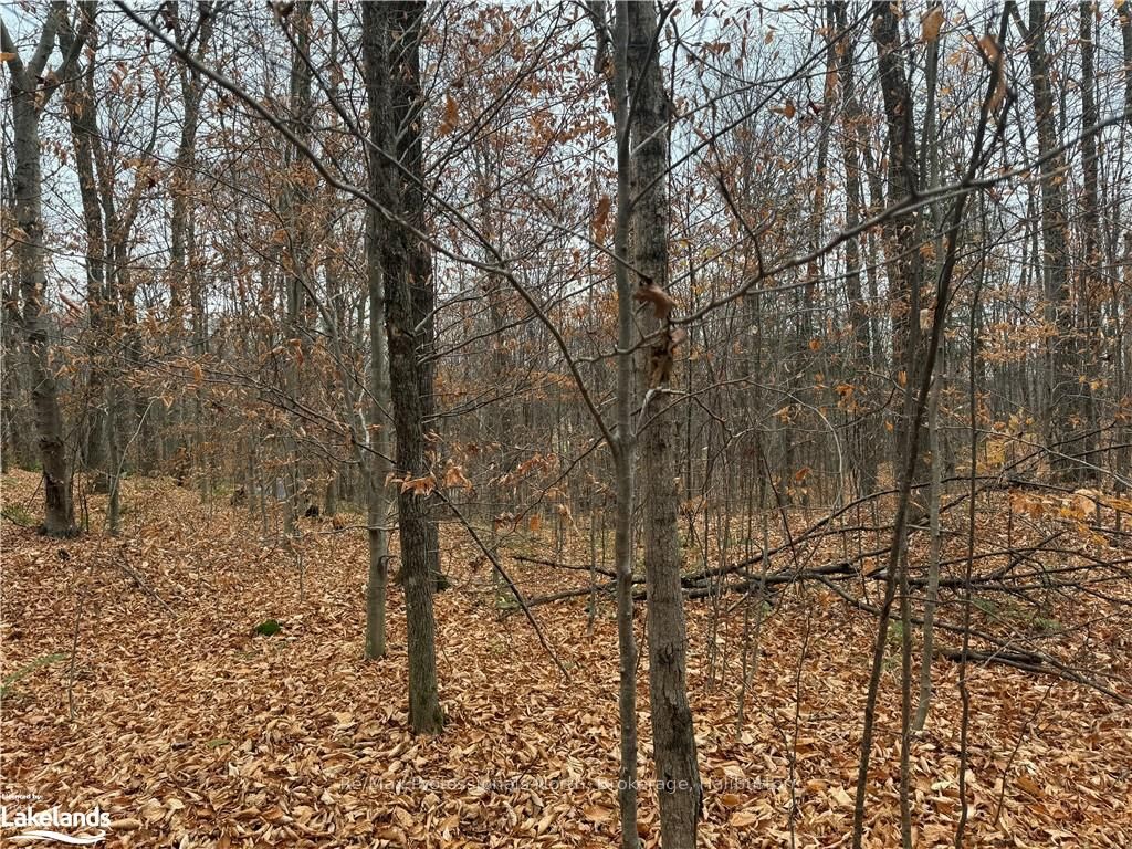 0 Basshaunt Lake Road Property Photo 11
