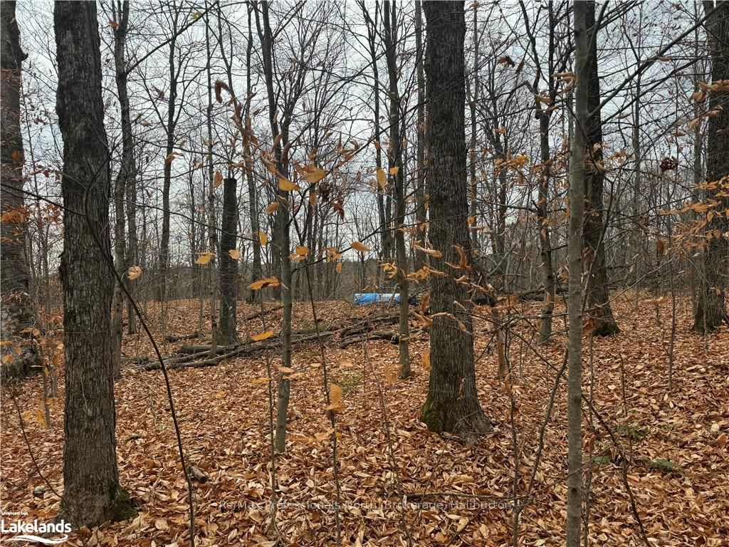 0 Basshaunt Lake Road Property Photo 12
