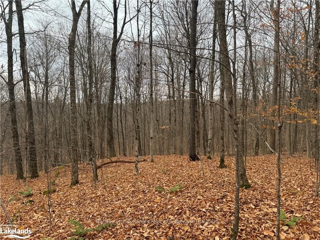 0 Basshaunt Lake Road Property Photo 13