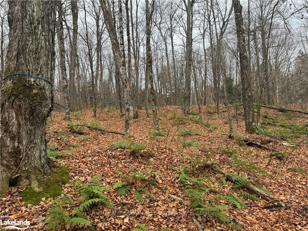 0 Basshaunt Lake Road Property Photo 14