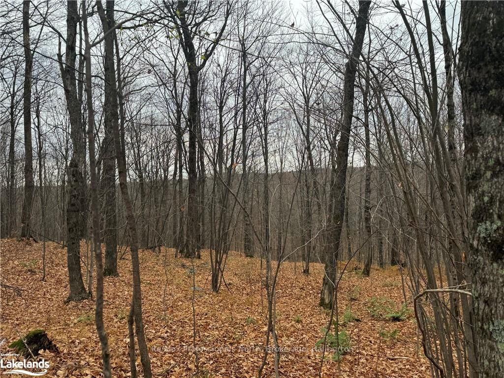 0 Basshaunt Lake Road Property Photo 15