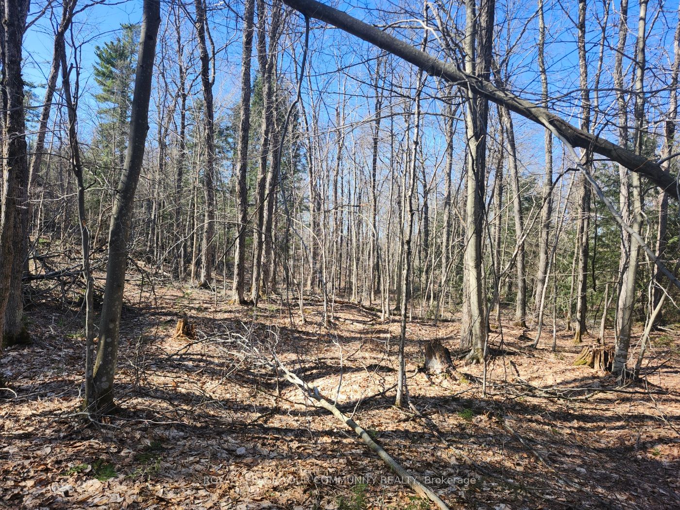 1282 Highway 118 Road Property Photo 5